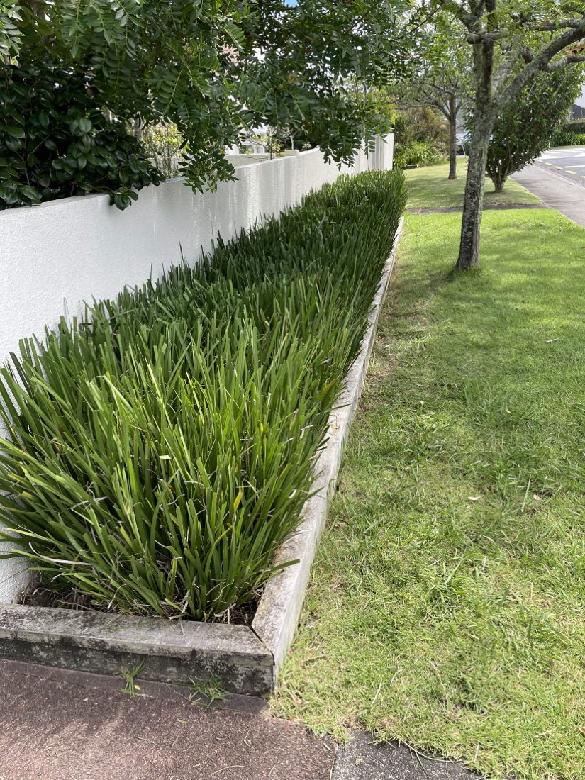A flax border trimmed level along a white wall beside a freshly edged lawn