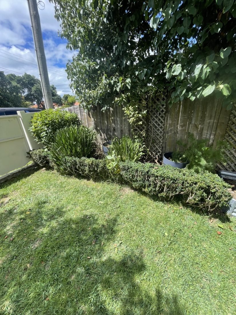 A low hedge shaped along a garden bed with the lawn mown behind it