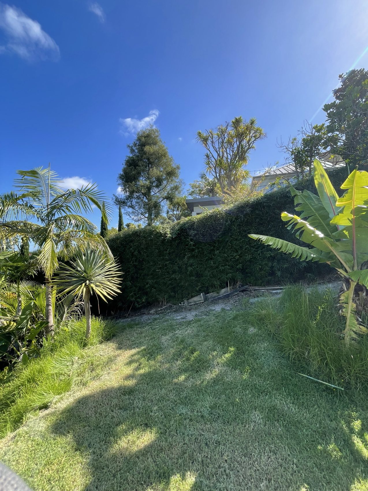 A trimmed hedge line running along a mown Auckland lawn under blue sky