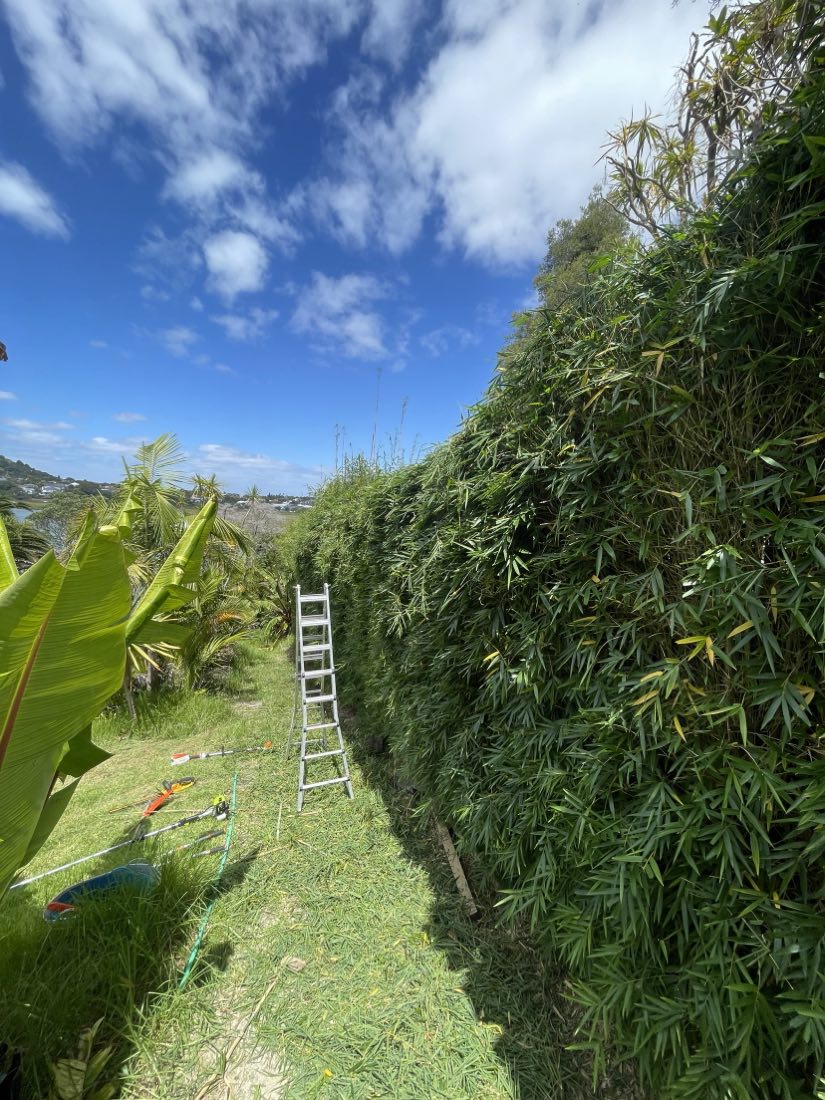 A tall hedge being trimmed to height from a ladder with tools laid out on the grass